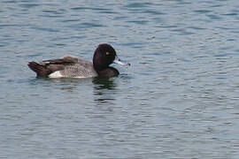 Lesser Scaup