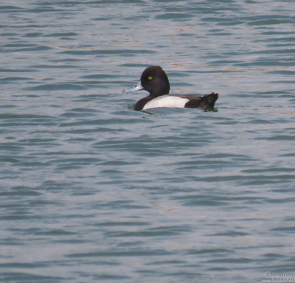 Lesser Scaup male adult breeding