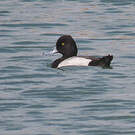 Fuligule à tête noire