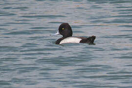 Lesser Scaup