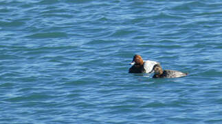 Common Pochard