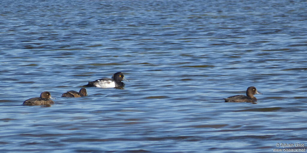 Tufted Duck