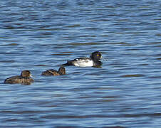 Tufted Duck