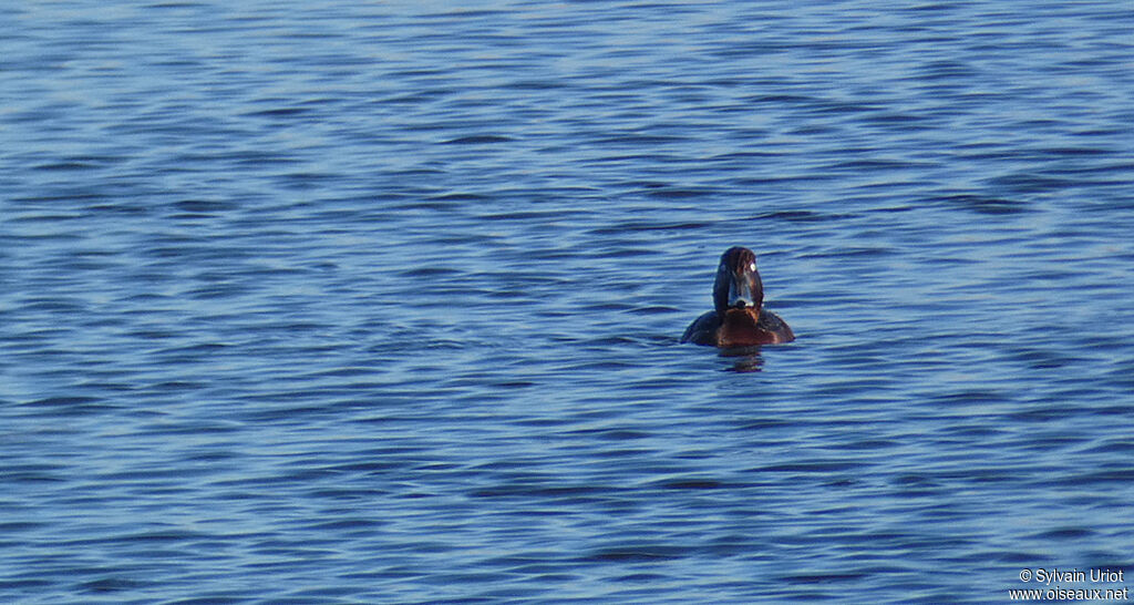 Ferruginous Duck male adult