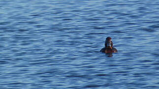 Ferruginous Duck