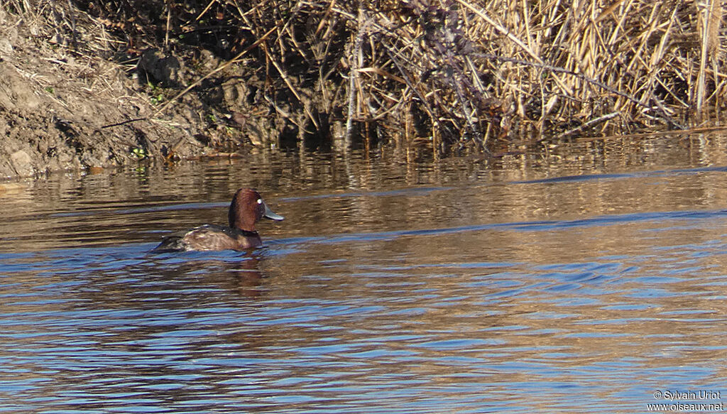 Ferruginous Duck male adult