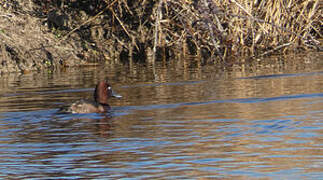 Ferruginous Duck