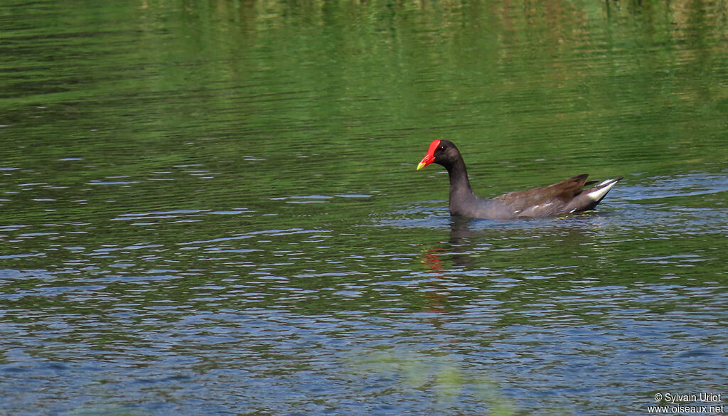 Gallinule d'Amériqueadulte