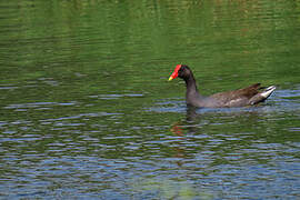 Gallinule d'Amérique