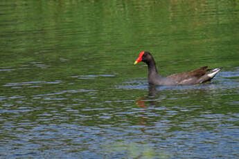 Gallinule d'Amérique