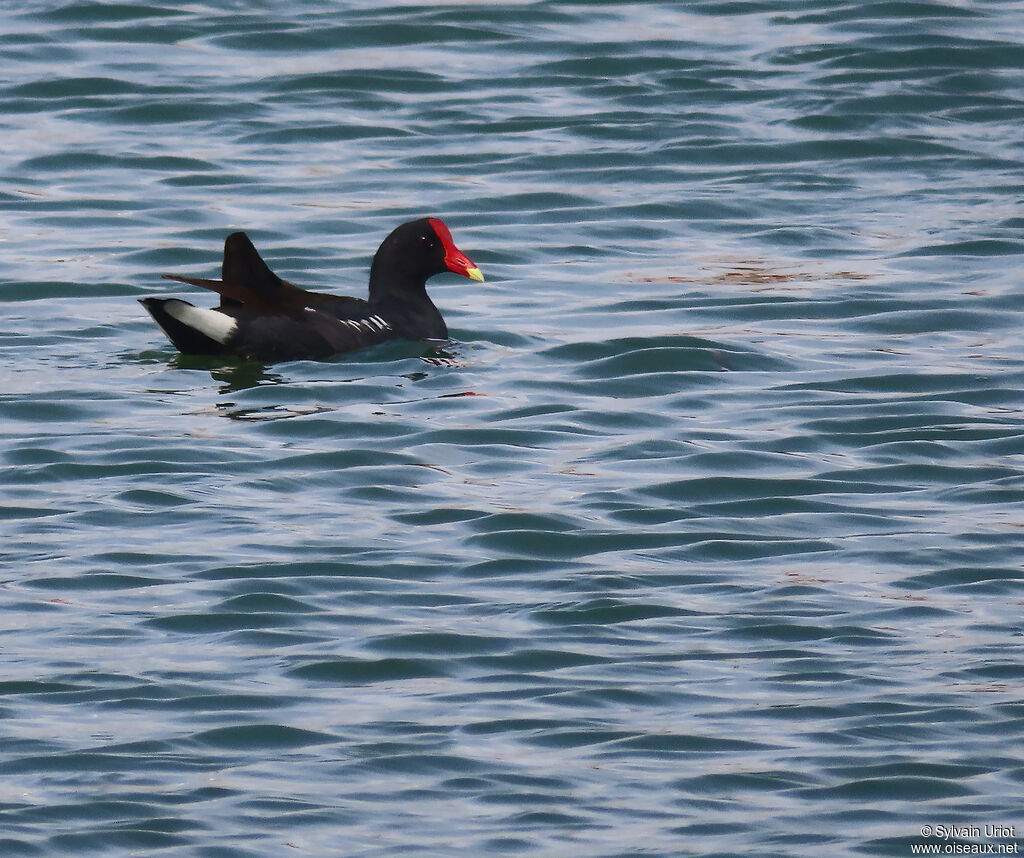 Gallinule d'Amériqueadulte