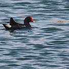 Gallinule d'Amérique