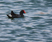 Common Gallinule