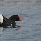 Gallinule d'Amérique