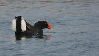 Gallinule d'Amérique