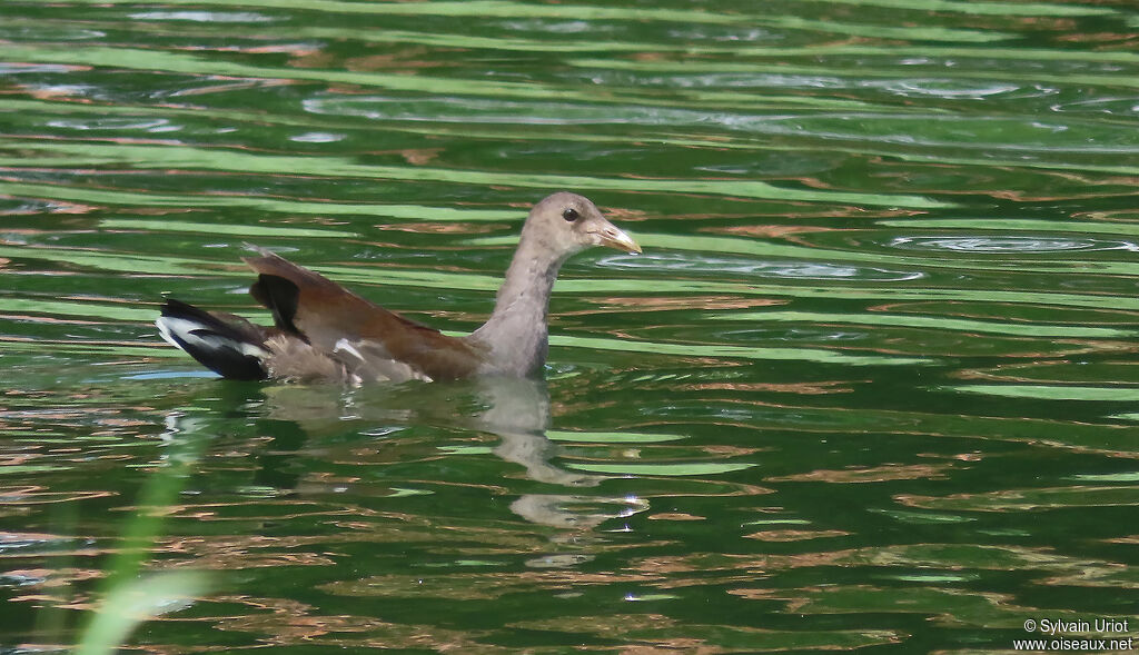 Gallinule d'Amériqueimmature