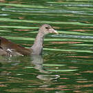 Gallinule d'Amérique