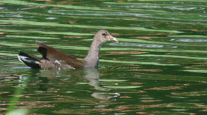 Gallinule d'Amérique