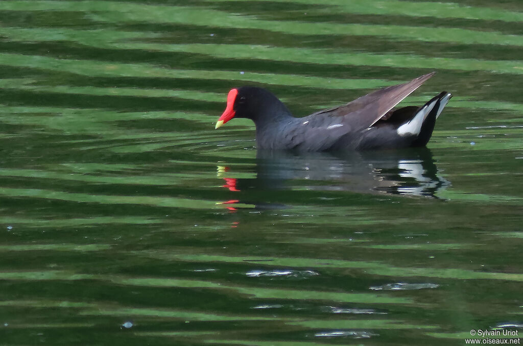 Gallinule d'Amériqueadulte