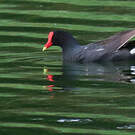 Gallinule d'Amérique