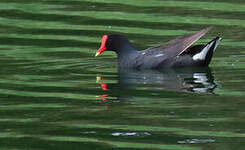 Gallinule d'Amérique