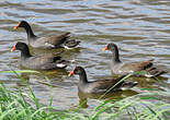 Gallinule d'Amérique