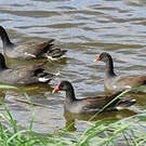 Gallinule d'Amérique