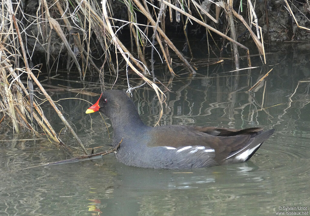 Gallinule poule-d'eauadulte