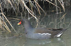 Gallinule poule-d'eau