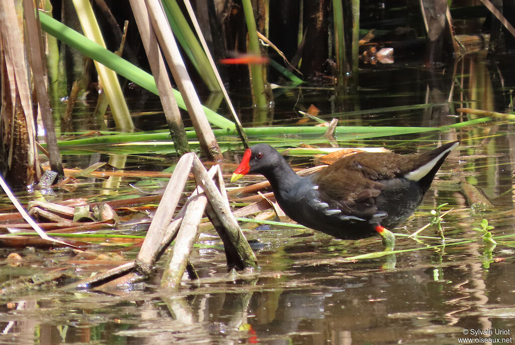 Gallinule poule-d'eauadulte