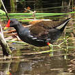 Gallinule poule-d'eau