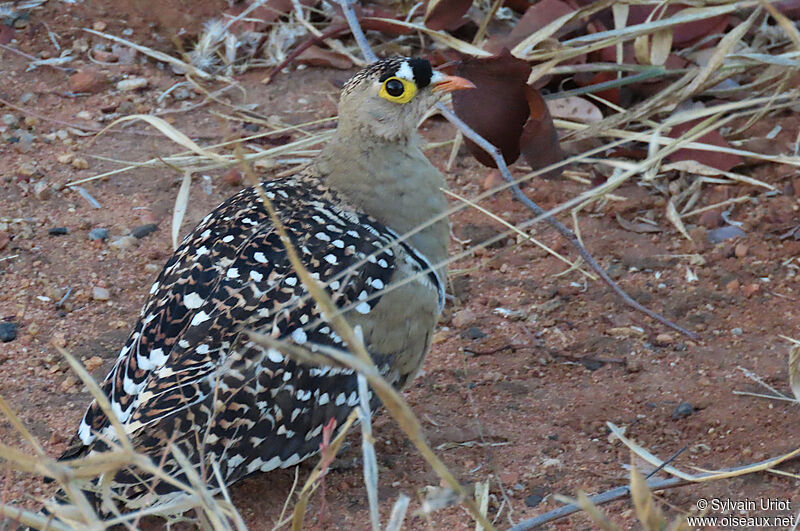 Double-banded Sandgrouse male adult