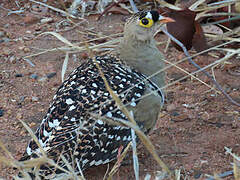 Double-banded Sandgrouse