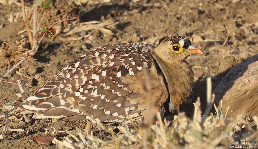 Double-banded Sandgrouse male adult