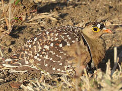 Double-banded Sandgrouse