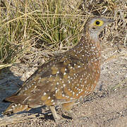 Burchell's Sandgrouse