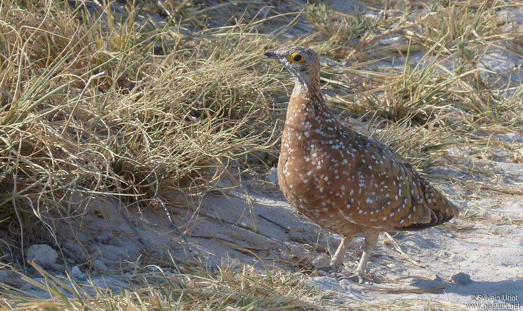 Burchell's Sandgrouse