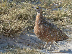 Burchell's Sandgrouse