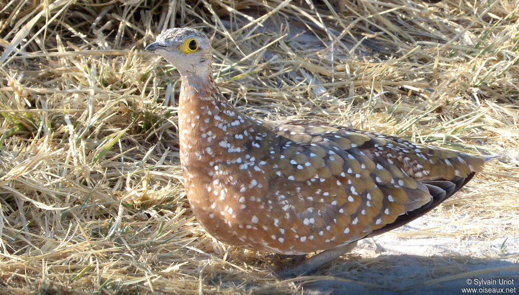 Burchell's Sandgrouse