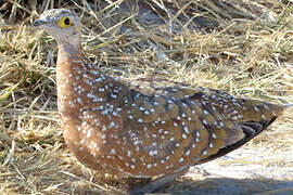 Burchell's Sandgrouse