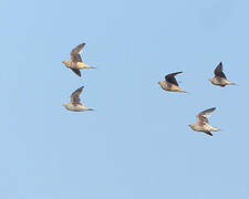 Namaqua Sandgrouse