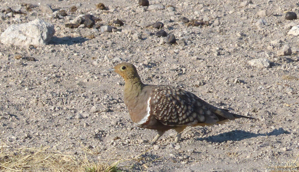 Namaqua Sandgrouse male adult