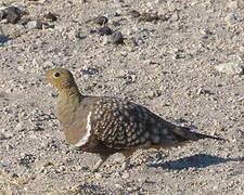 Namaqua Sandgrouse