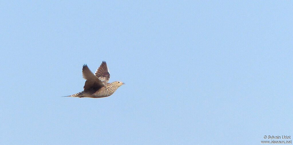 Namaqua Sandgrouse female adult