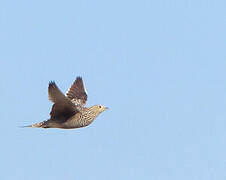 Namaqua Sandgrouse