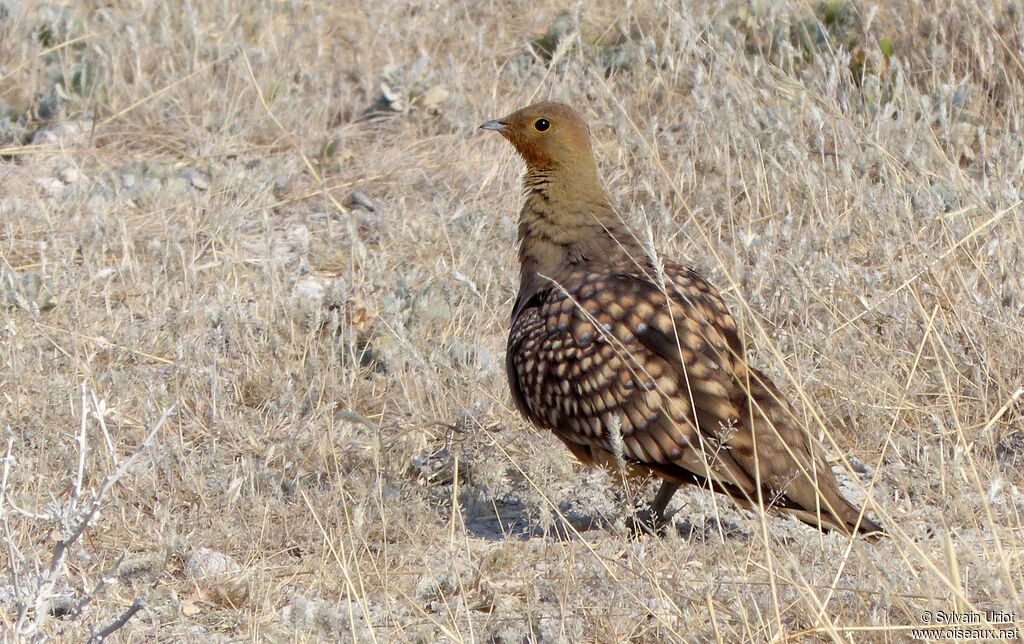 Namaqua Sandgrouse male adult