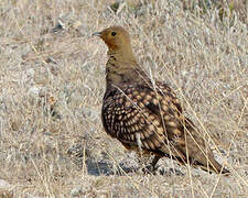 Namaqua Sandgrouse