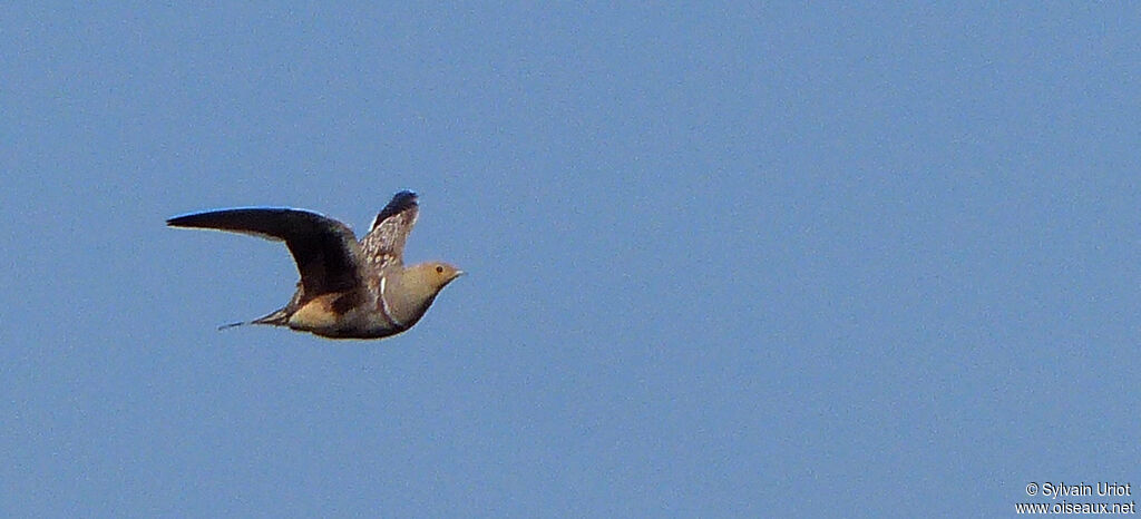 Namaqua Sandgrouse male adult