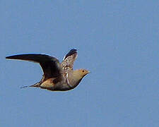 Namaqua Sandgrouse