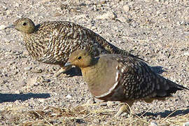 Namaqua Sandgrouse